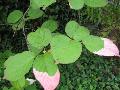 Variegated Kiwi Vine / Actinidia kolomikta 